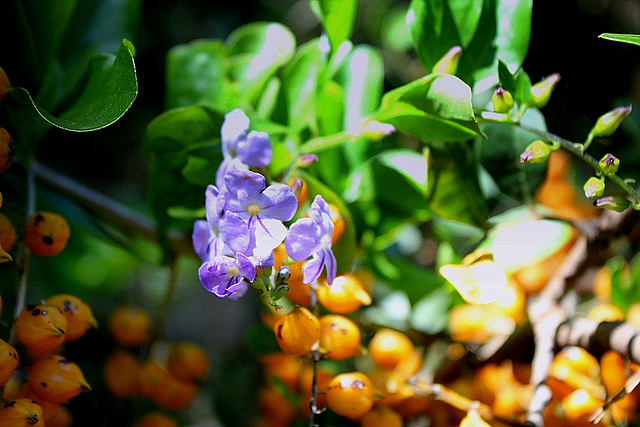 Duranta erecta ( = repens)