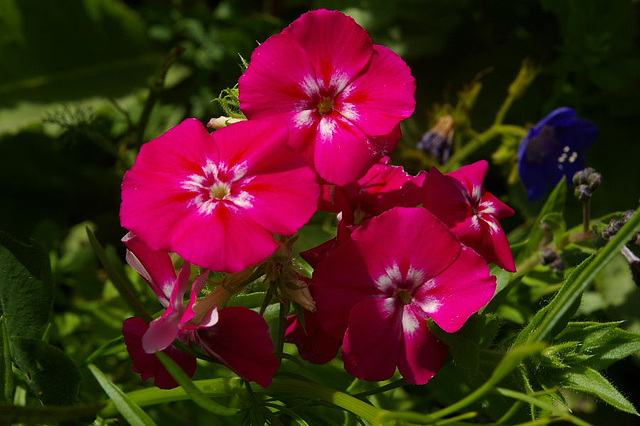 phlox