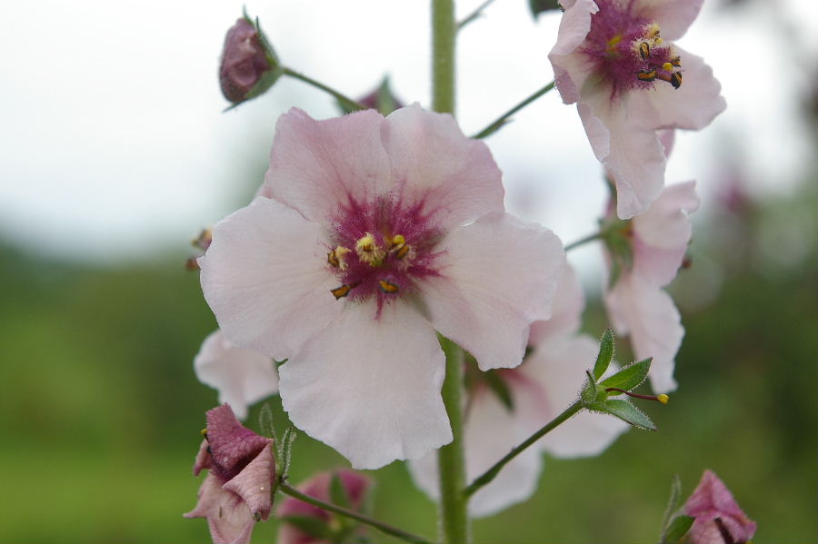 verbascum phoenicum