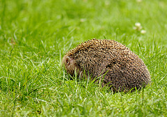 Igel