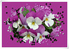 ❀broken flowers❀