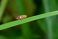 Froghopper