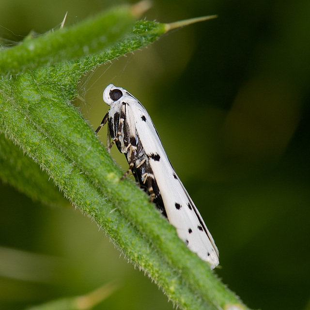 Ermine Moth