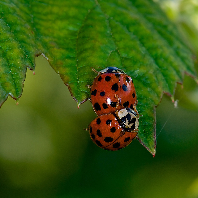 Ladybirds