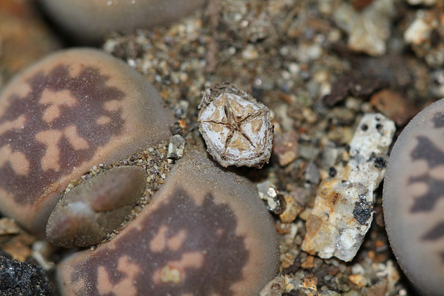 Capsule de Lithops( kar bella)