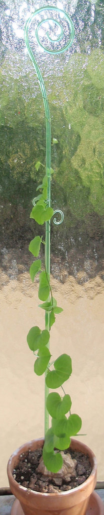 testudinaria P9023105-2