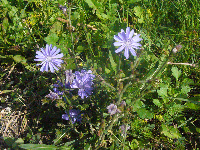 Wildblumen