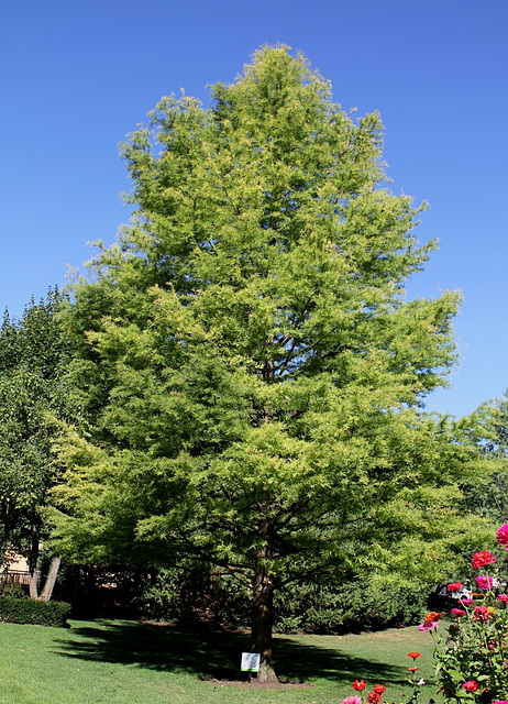 Taxodium