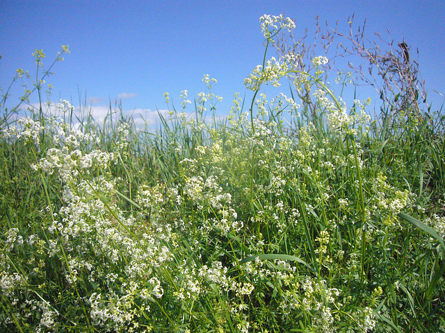 Wildblumen