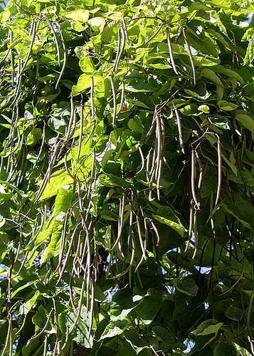 Catalpa
