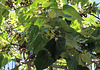 Paulownia