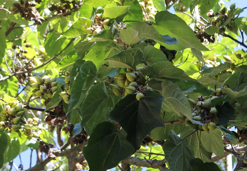 Paulownia