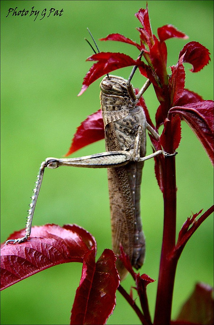 Tasting a bud