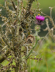 Distel. Mit Hummel. - Glastonbury 110831