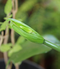 Eucharis amazonica