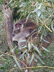 not the rostered koala