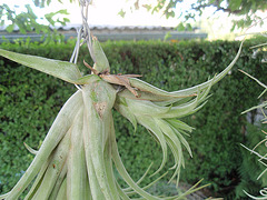 tillandsia ionantha P9023145