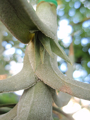 tillandsia bergerii P9023146