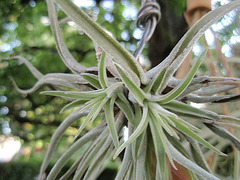 tillandsia oaxacana P9023147