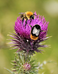 Hummel Pummeln - Glastonbury 110831