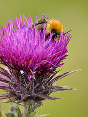 Pumm-Hummel - Glastonbury 110831