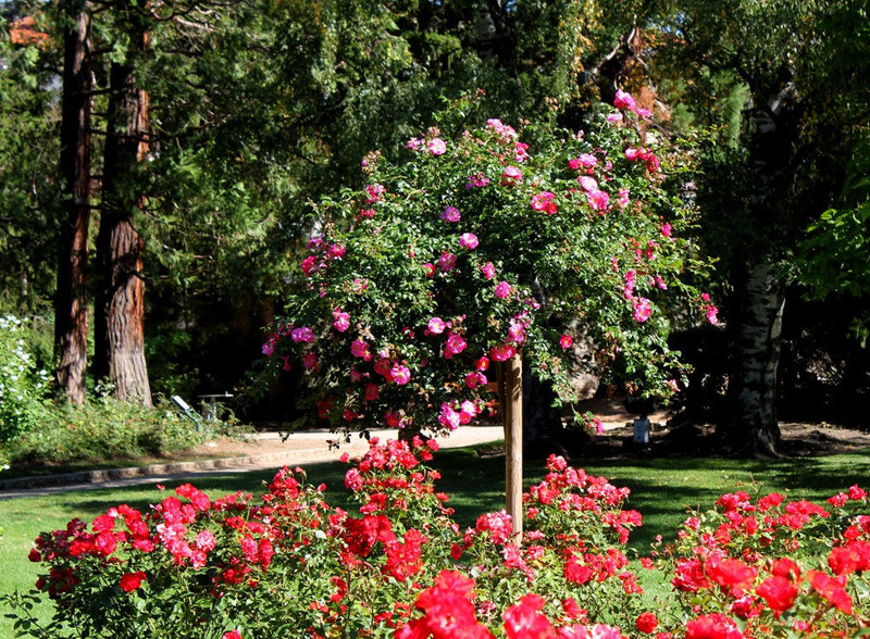 Rosiers