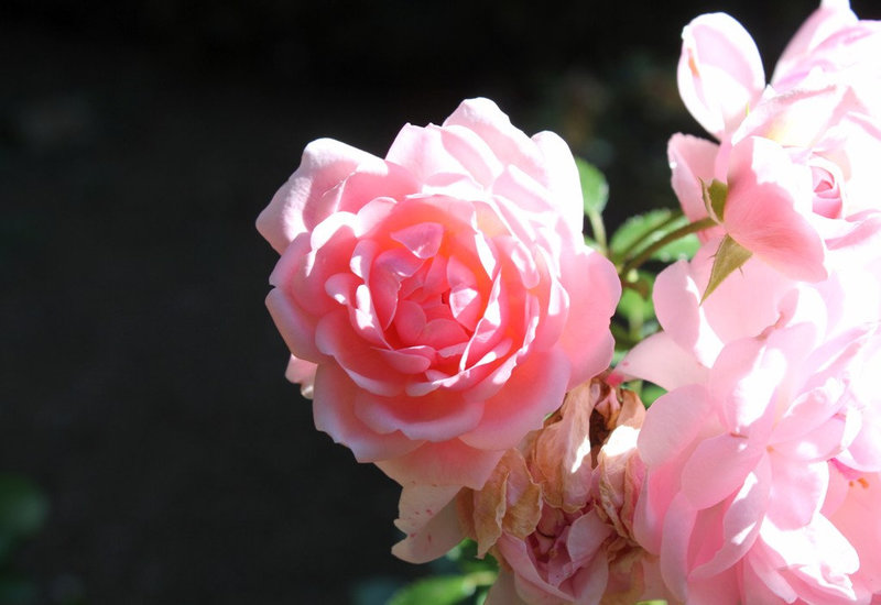 Rose dans le soleil