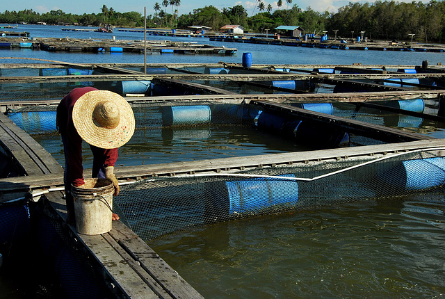 Fish farmer.  Malaysia