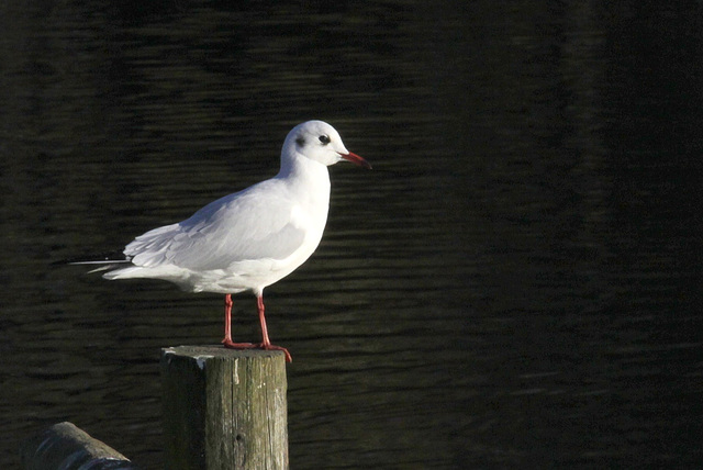 Mouette "sérieuse"