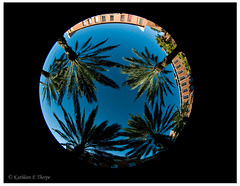 Fisheye Four Palms