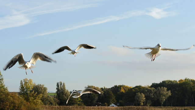 Envol de mouettes...