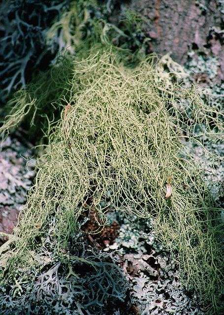 Usnea barbata 2