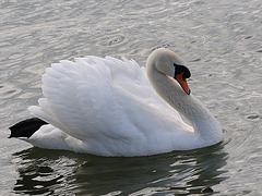 Sa majesté Cygne...