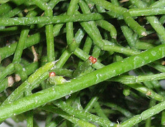 rhipsalis PC084012-1