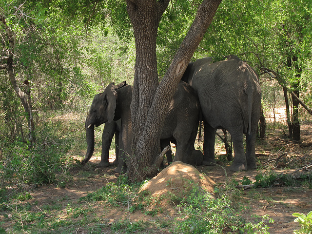 Elephants