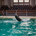 20111210 6987RAw [D~MS] Delfin, Zoo, Münster