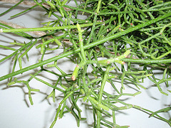 rhipsalis PC084012