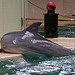 20111210 6982RAw [D~MS] Delfin, Zoo, Münster