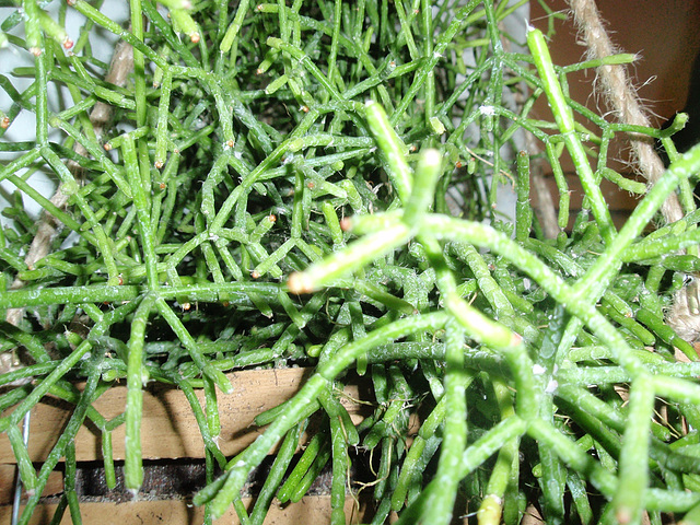 rhipsalis PC084016