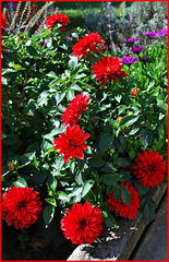 The 1-10 Project: 9 Red Dahlias