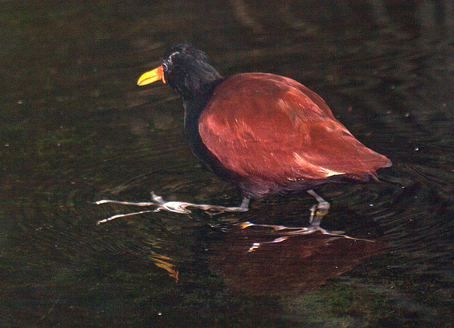 20111210 6968RAw [D~MS] Blatthuhn, Jassana (Jacana jacana), Zoo Münster