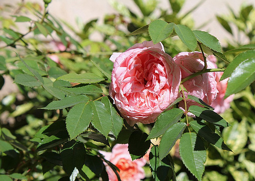 Rose inconnue