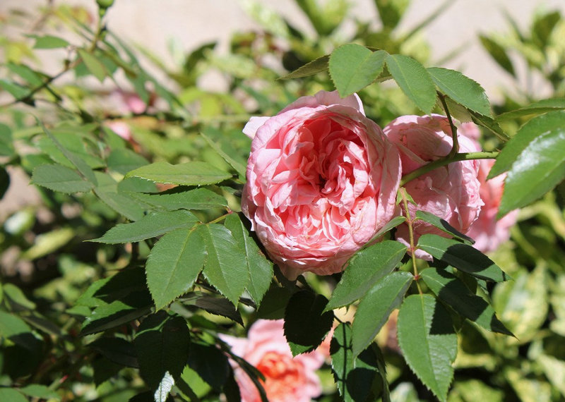 Rose inconnue