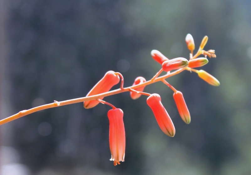 Aloe