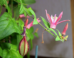 Passiflora sanguinolenta