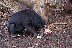 20111210 6955RAw [D~MS] Malaienbär, Zoo, Münster