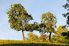 111014 Odenwald. Birnen.