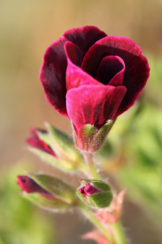 Geranienblüte