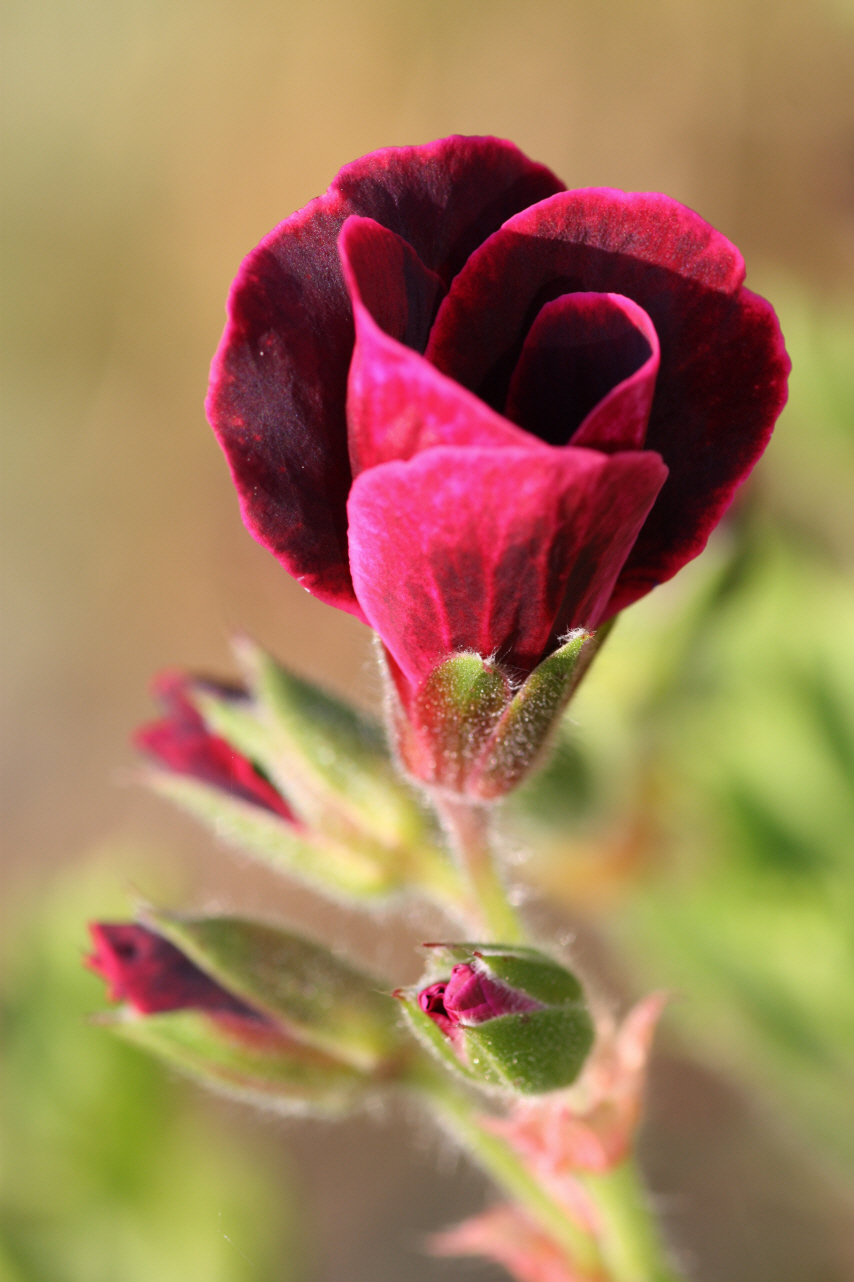 Geranienblüte