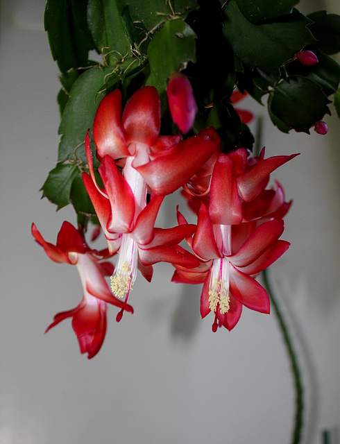 Schlumbergera carmin